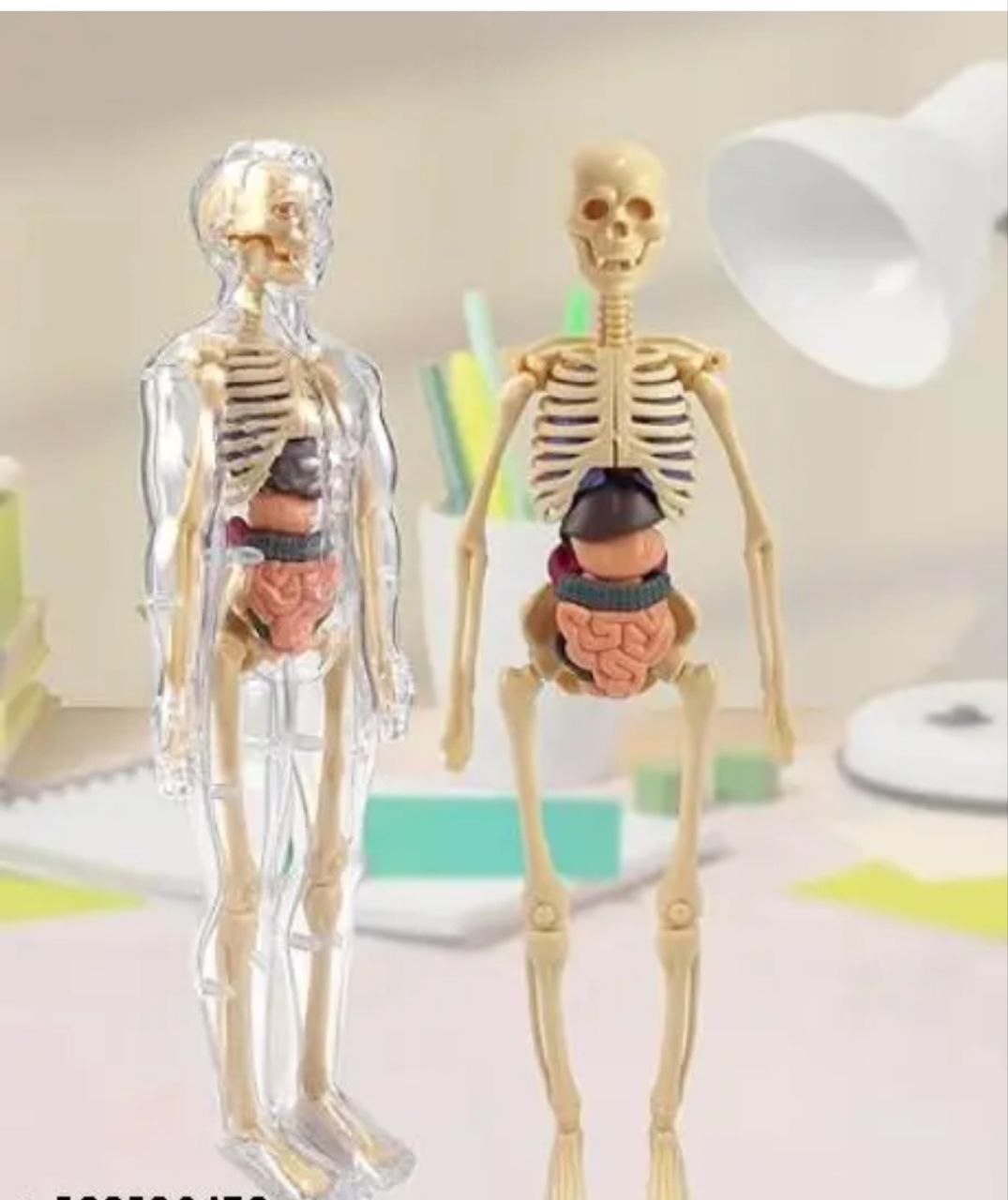 Skeletal System Kit