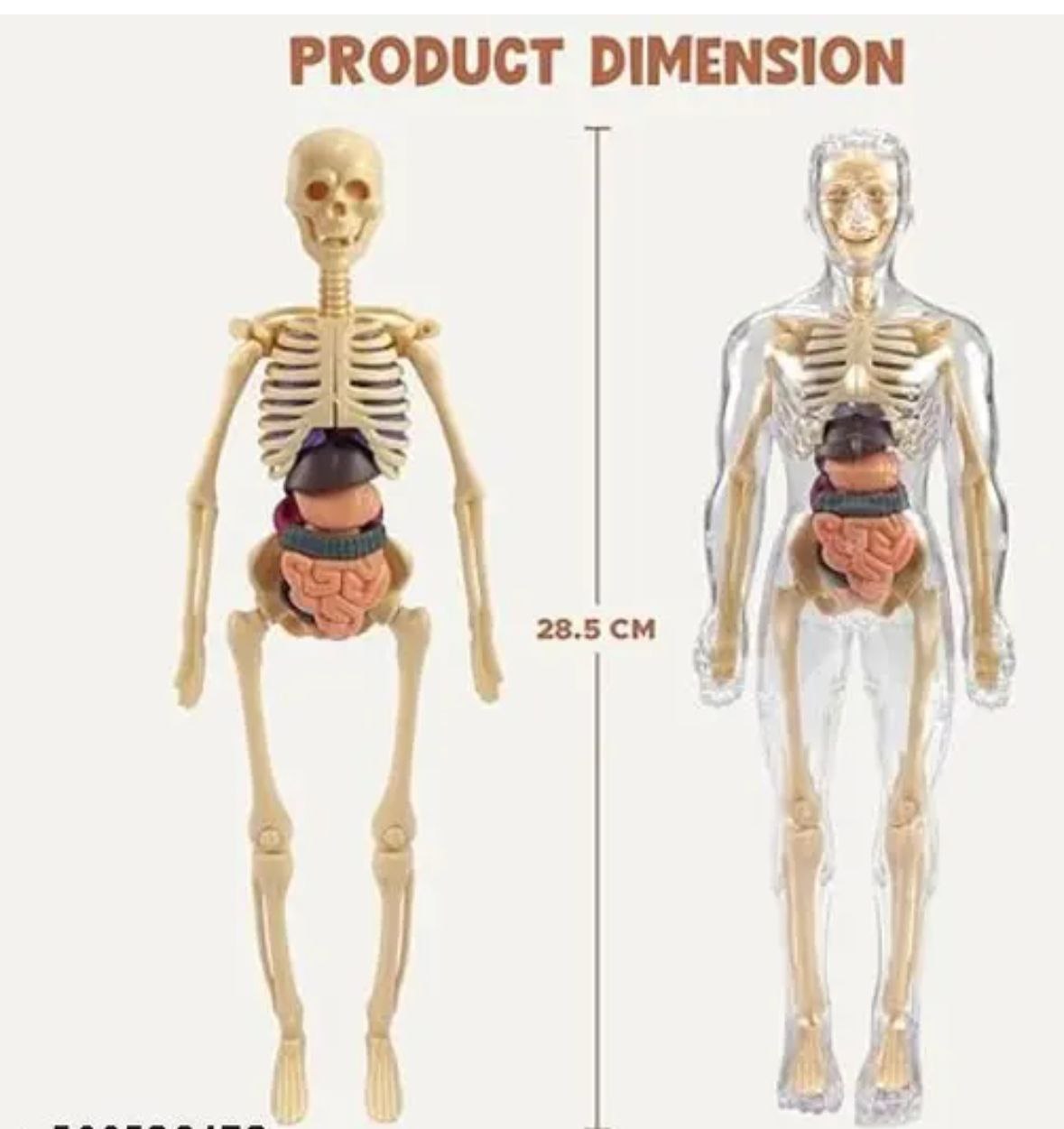 Skeletal System Kit