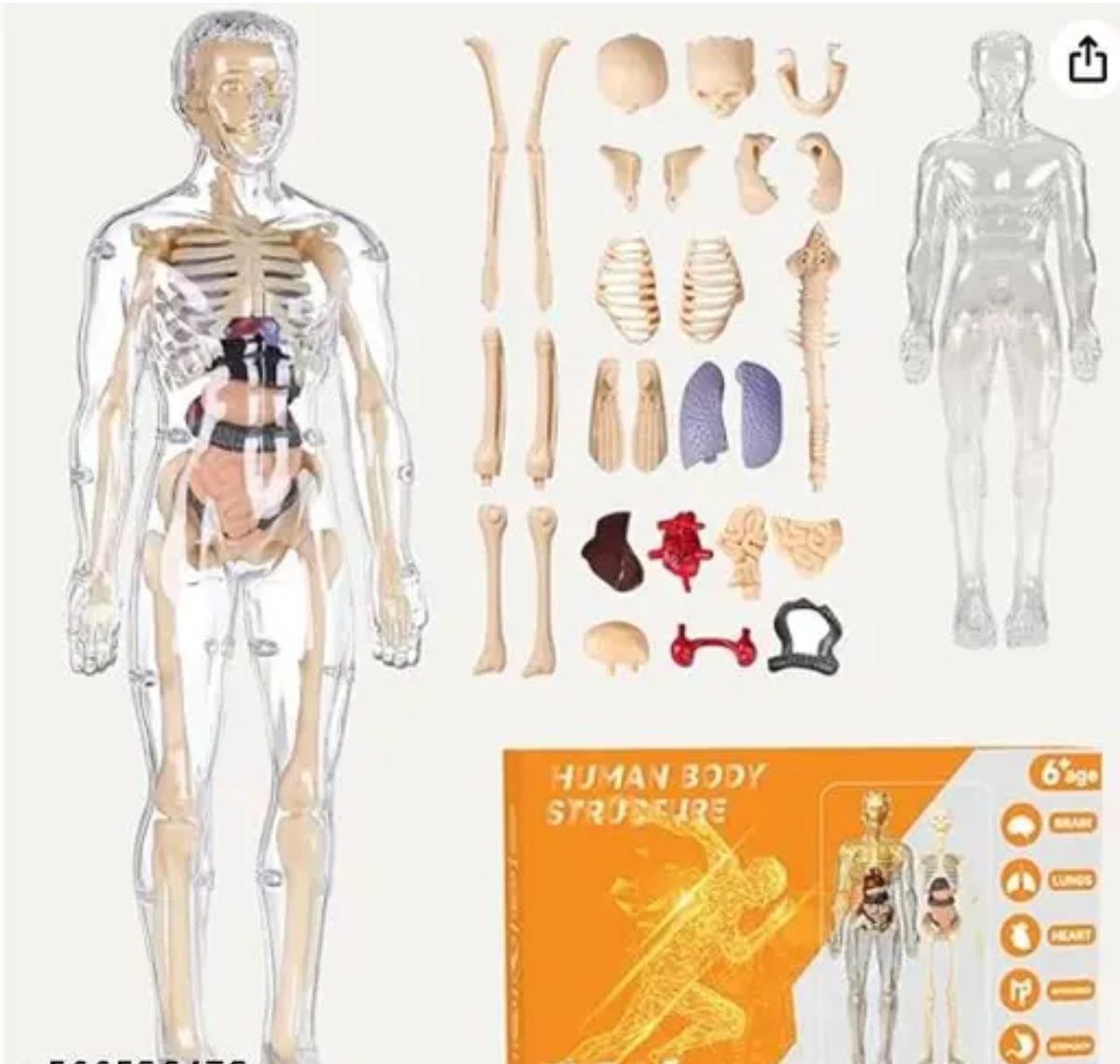 Skeletal System Kit