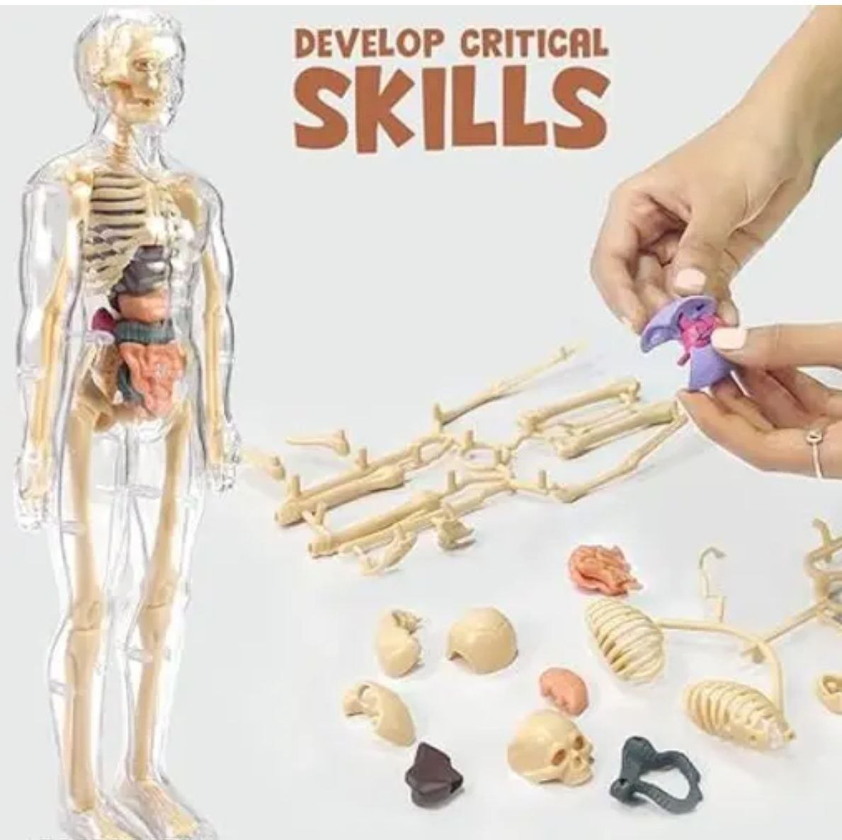 Skeletal System Kit